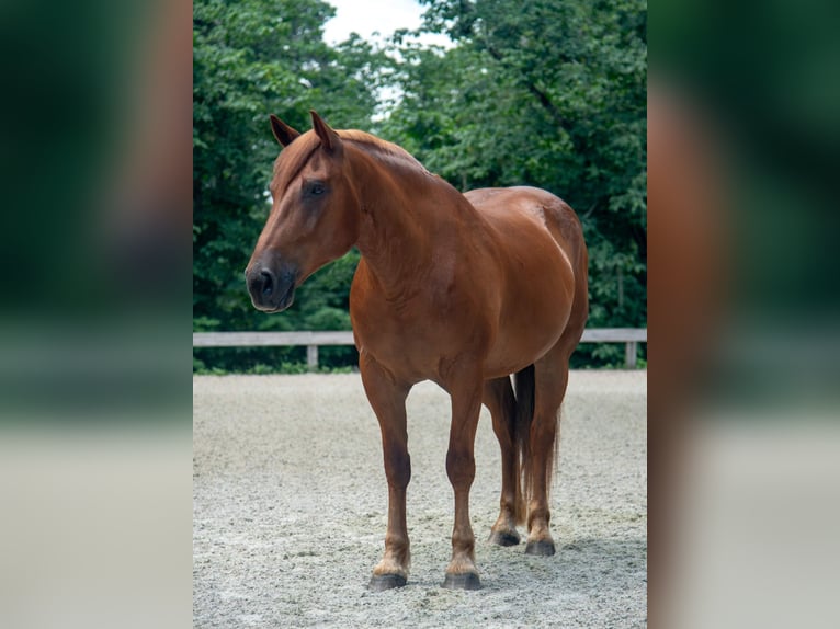 Draft Horse Mix Castrone 8 Anni 163 cm Sauro ciliegia in Ocala