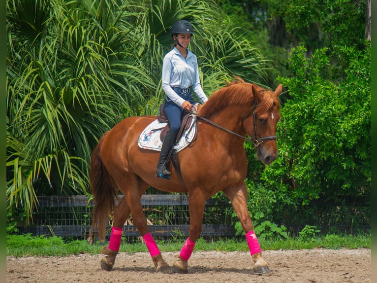 Draft Horse Mix Castrone 8 Anni 163 cm Sauro ciliegia in Ocala