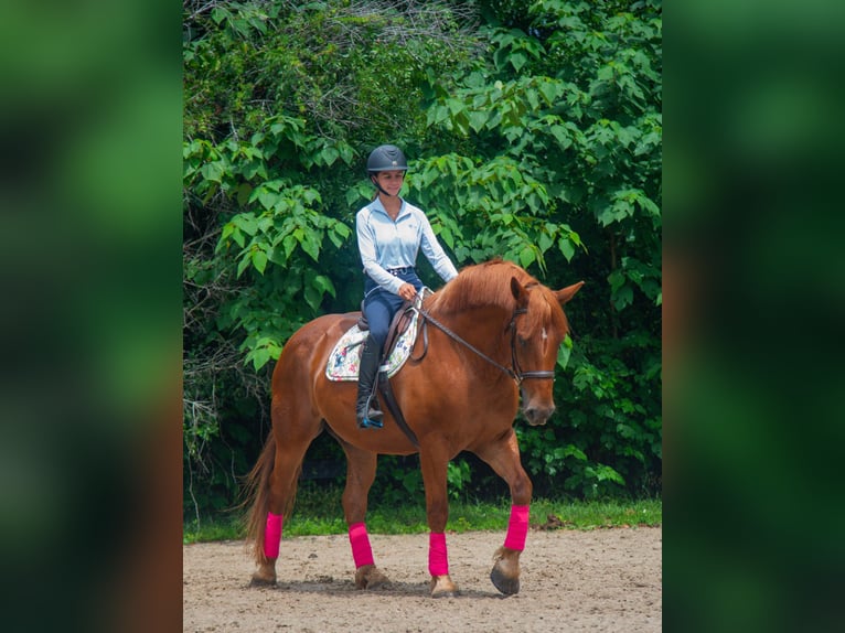 Draft Horse Mix Castrone 8 Anni 163 cm Sauro ciliegia in Ocala