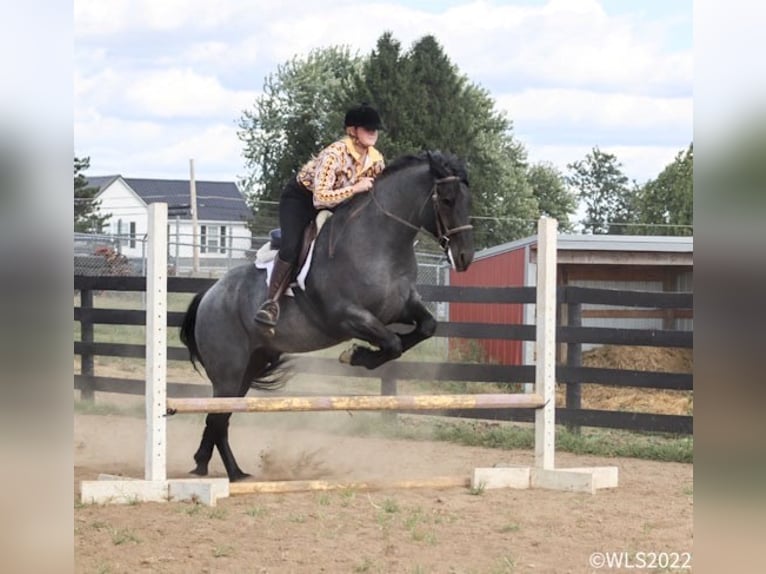 Draft Horse Castrone 8 Anni 165 cm Roano blu in Brookesville KY