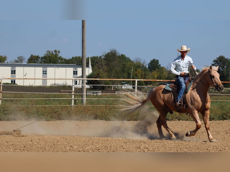 Draft Horse Mix Castrone 8 Anni 168 cm Palomino in Baxter Springs