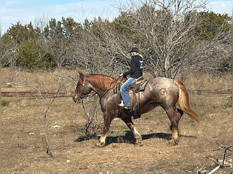 Draft Horse Castrone 8 Anni 168 cm Roano rosso in Jacksboro TX