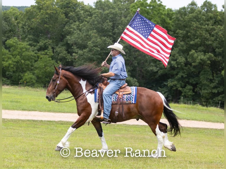 Draft Horse Castrone 8 Anni 168 cm Tobiano-tutti i colori in Mountain Grove MO