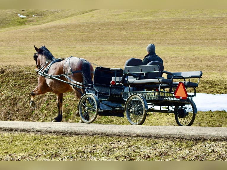Draft Horse Mix Castrone 8 Anni 170 cm Baio roano in Fresno