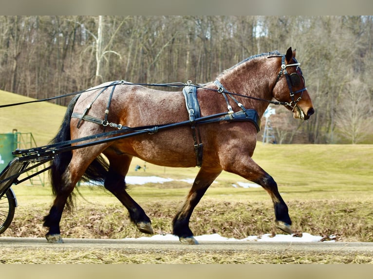Draft Horse Mix Castrone 8 Anni 170 cm Baio roano in Fresno