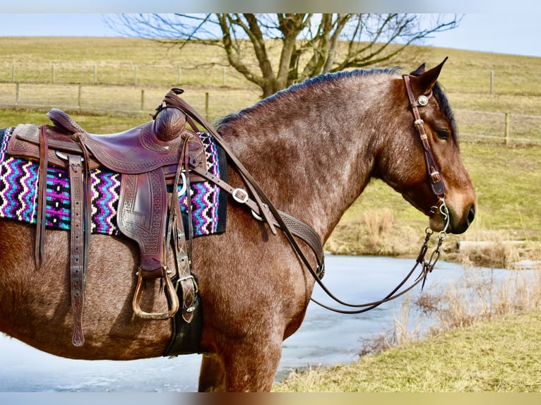 Draft Horse Mix Castrone 8 Anni 170 cm Baio roano in Fresno
