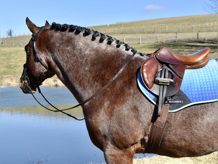 Draft Horse Mix Castrone 8 Anni 170 cm Baio roano in Fresno
