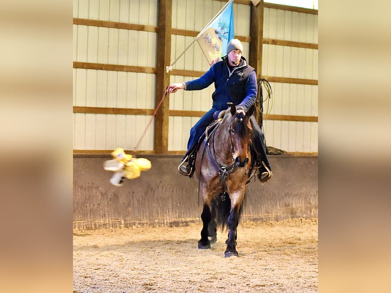 Draft Horse Mix Castrone 8 Anni 170 cm Baio roano in Fresno