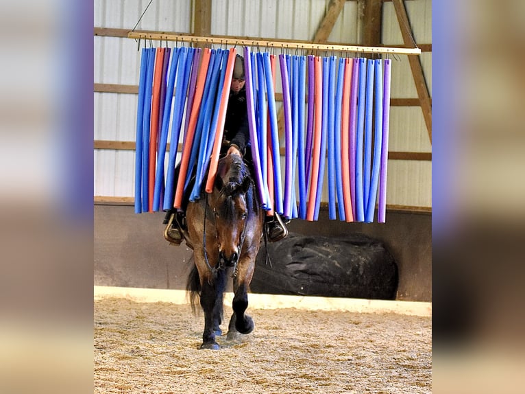Draft Horse Mix Castrone 8 Anni 170 cm Baio roano in Fresno