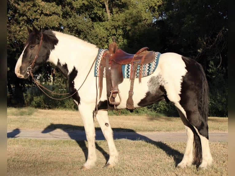 Draft Horse Mix Castrone 8 Anni 170 cm in Pilot Point, TX