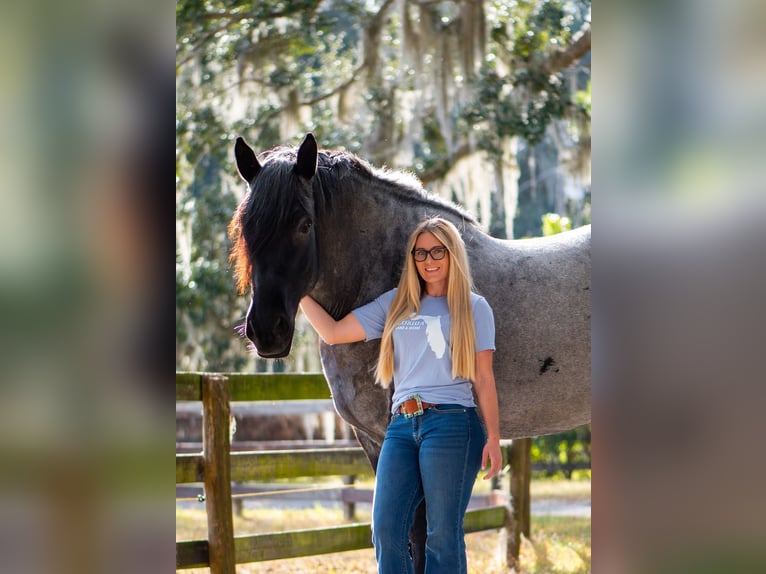 Draft Horse Mix Castrone 8 Anni 173 cm Roano blu in Ocala