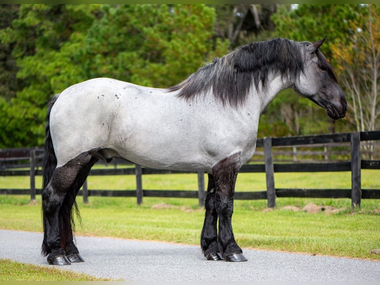 Draft Horse Mix Castrone 8 Anni 173 cm Roano blu in Ocala