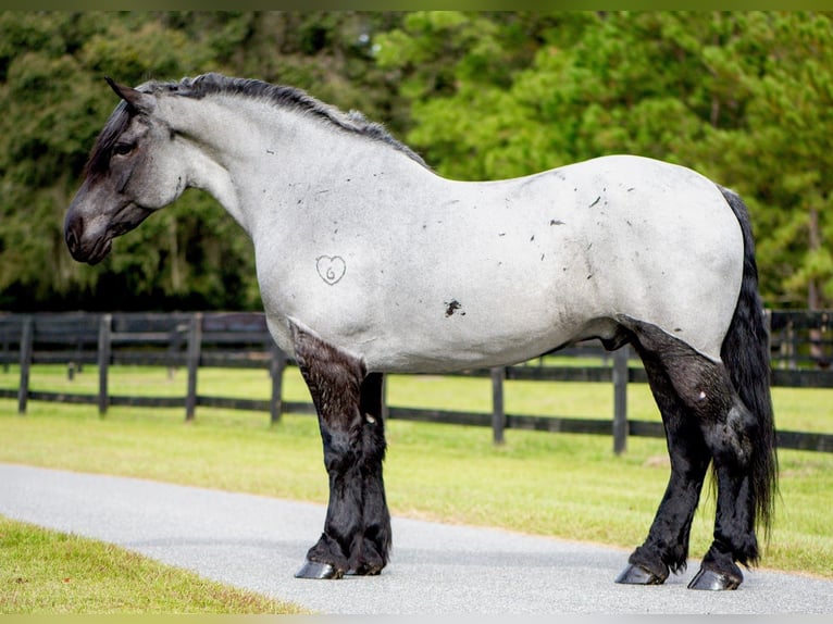 Draft Horse Mix Castrone 8 Anni 173 cm Roano blu in Ocala