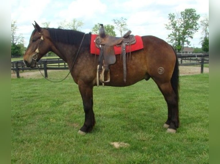 Draft Horse Castrone 8 Anni 175 cm Baio ciliegia in LEXINGTON, KY