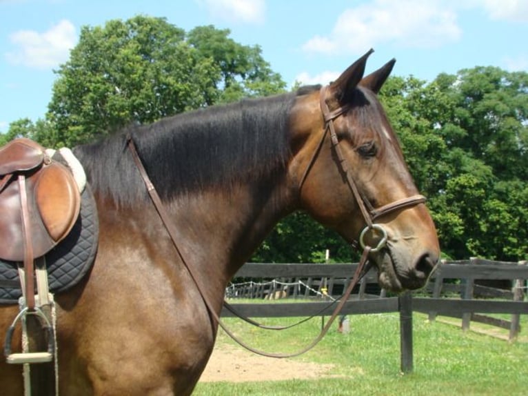 Draft Horse Castrone 8 Anni 175 cm Baio ciliegia in LEXINGTON, KY