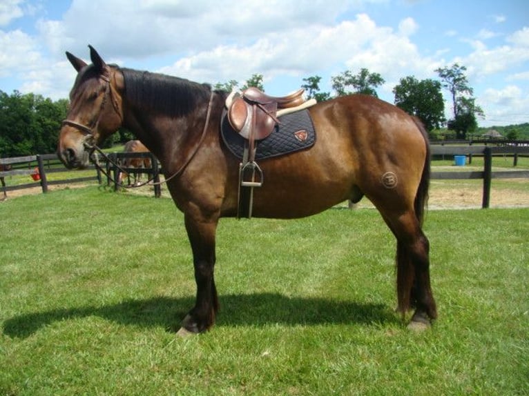 Draft Horse Castrone 8 Anni 175 cm Baio ciliegia in LEXINGTON, KY