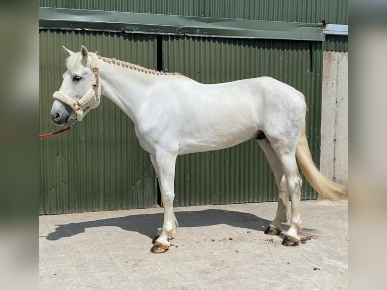 Draft Horse Castrone 8 Anni 177 cm Grigio in Sligo