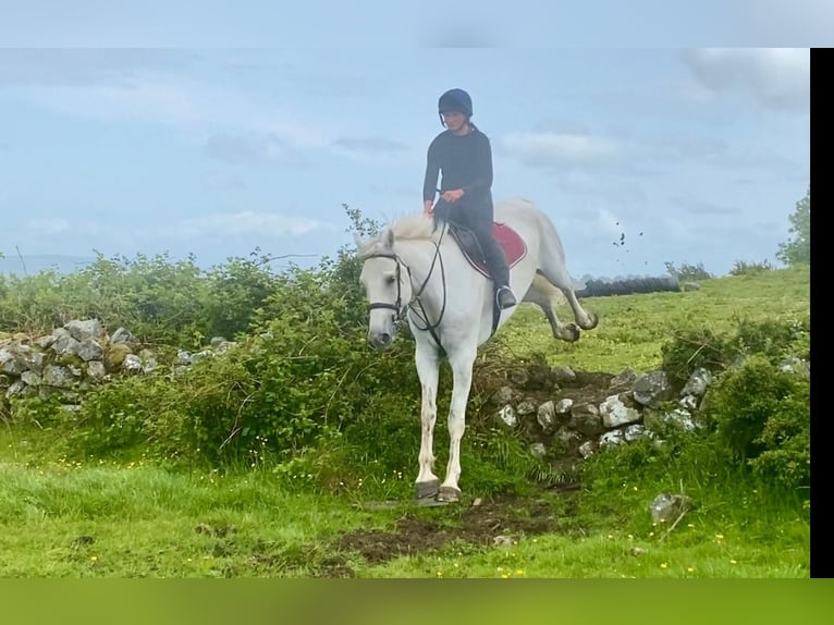 Draft Horse Castrone 8 Anni 177 cm Grigio in Sligo