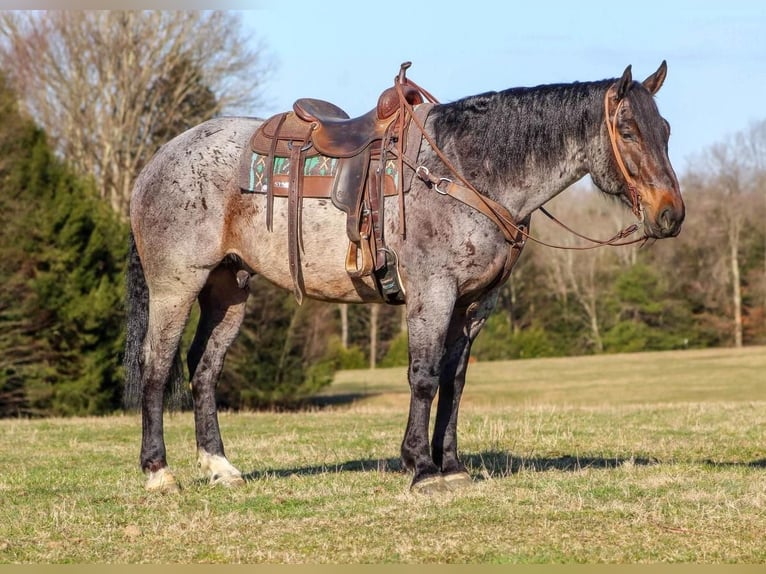 Draft Horse Mix Castrone 8 Anni Baio roano in Clarion, PA