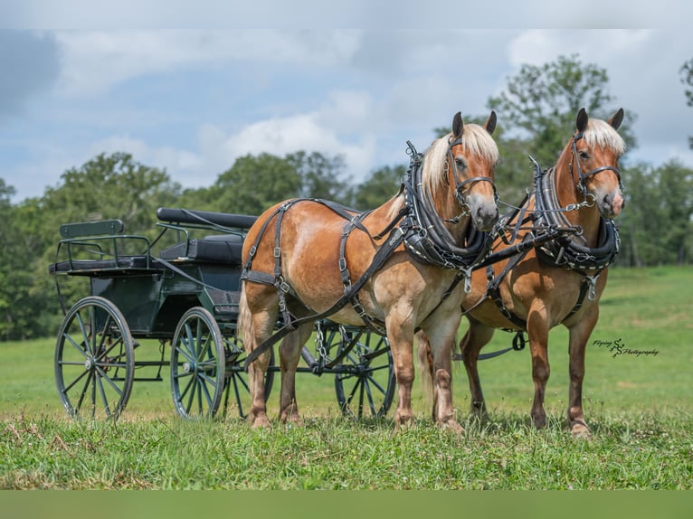 Draft Horse Mix Castrone 8 Anni  in Flemington