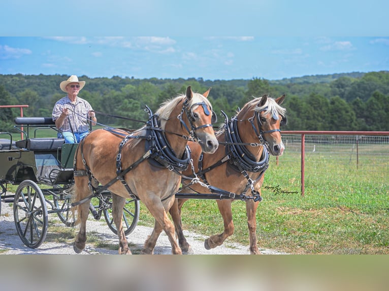 Draft Horse Mix Castrone 8 Anni  in Flemington
