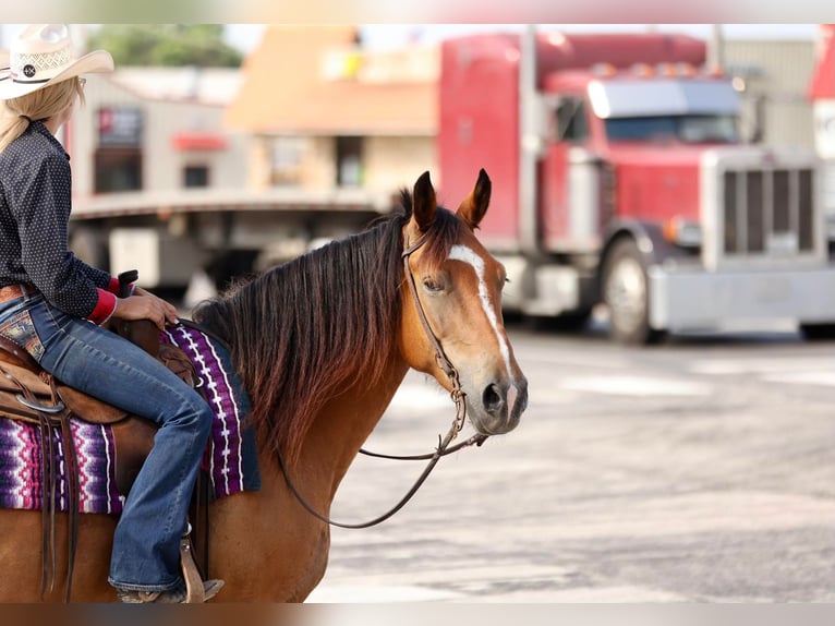 Draft Horse Castrone 8 Anni Falbo in Huntsville tX