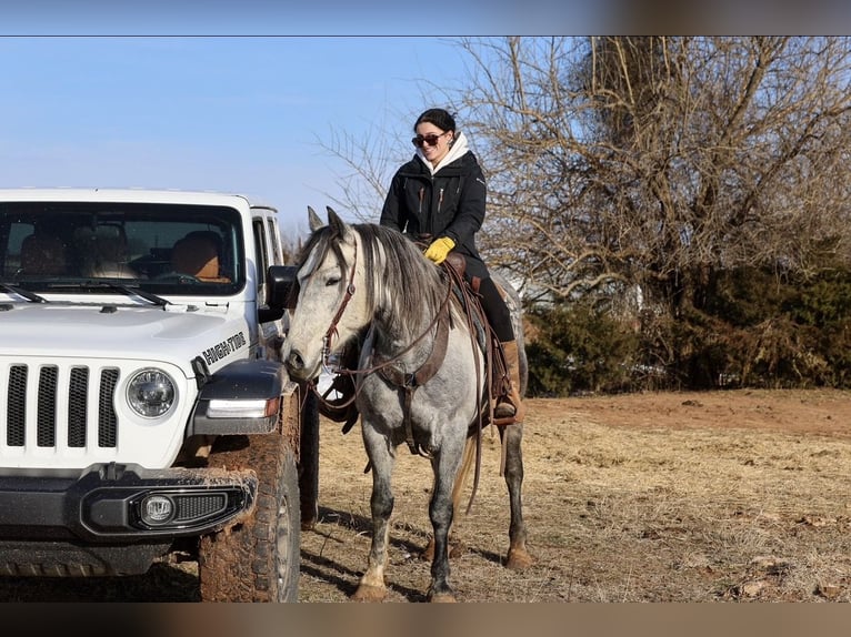 Draft Horse Mix Castrone 8 Anni Grigio in Ripley