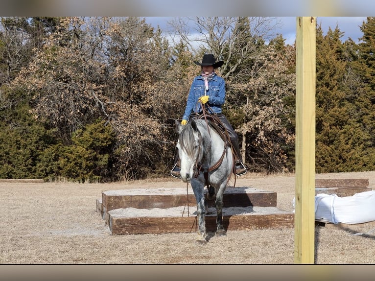 Draft Horse Mix Castrone 8 Anni Grigio in Ripley
