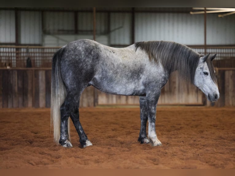 Draft Horse Mix Castrone 8 Anni Grigio in Ripley