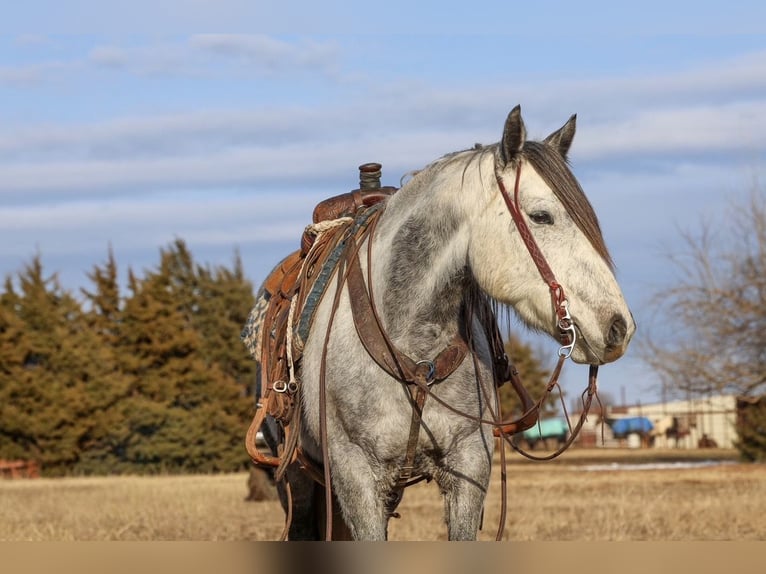 Draft Horse Mix Castrone 8 Anni Grigio in Ripley