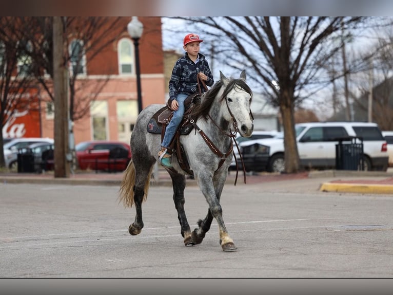 Draft Horse Mix Castrone 8 Anni Grigio in Ripley