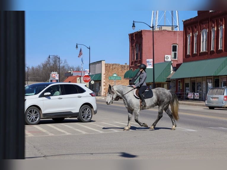 Draft Horse Mix Castrone 8 Anni Grigio in Ripley