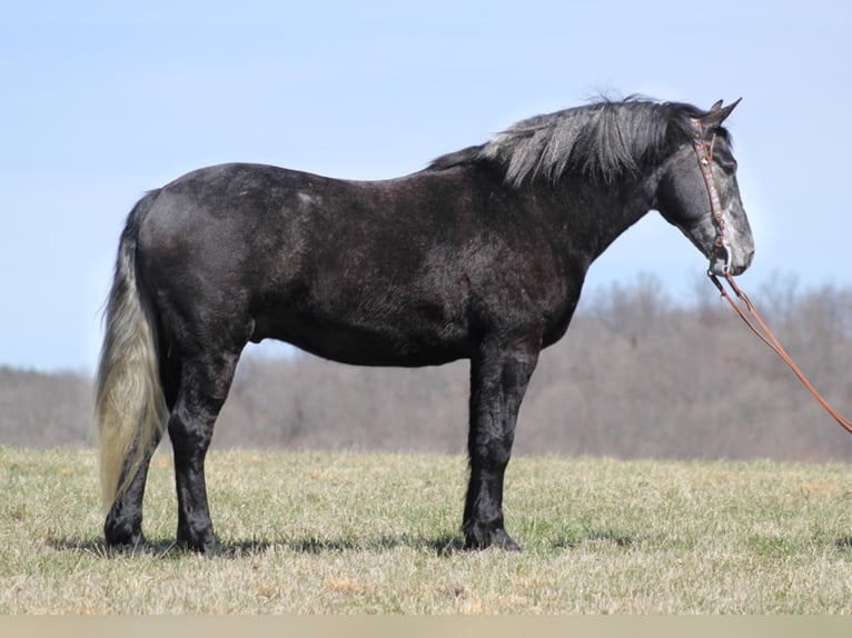 Draft Horse Castrone 8 Anni Grigio in Mount vernon Ky