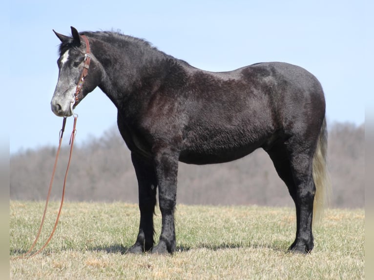 Draft Horse Castrone 8 Anni Grigio in Mount vernon Ky