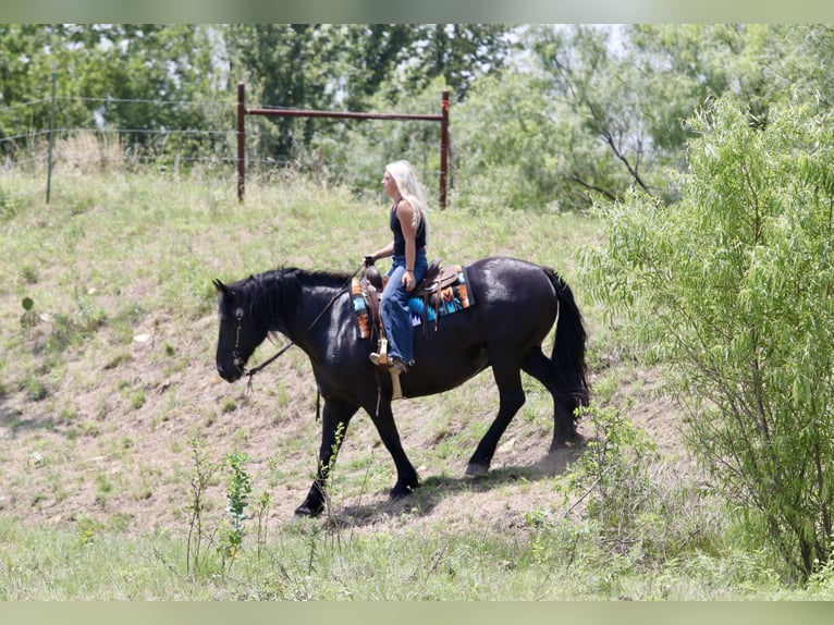 Draft Horse Mix Castrone 8 Anni Morello in Weatherford