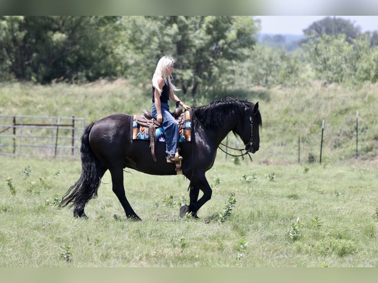 Draft Horse Mix Castrone 8 Anni Morello in Weatherford