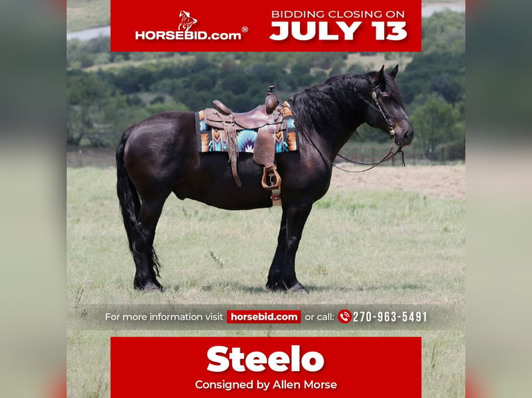 Draft Horse Mix Castrone 8 Anni Morello in Weatherford