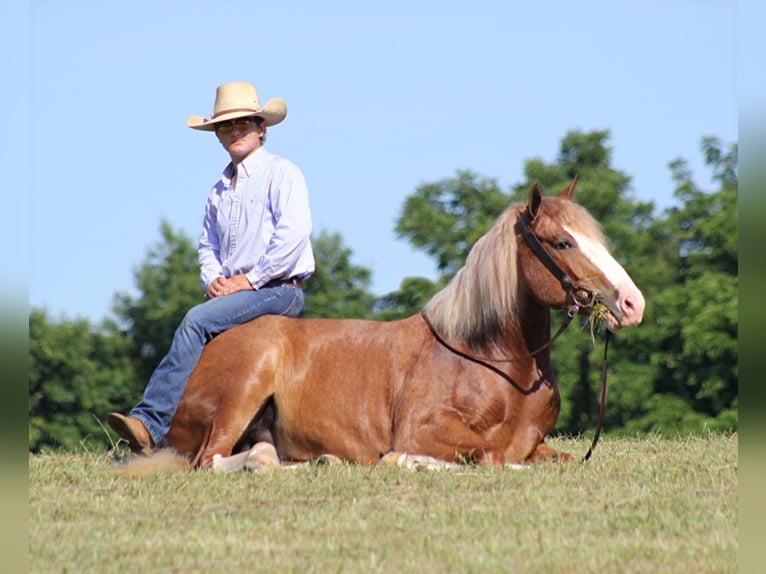 Draft Horse Castrone 8 Anni Overo-tutti i colori in AUstin KY