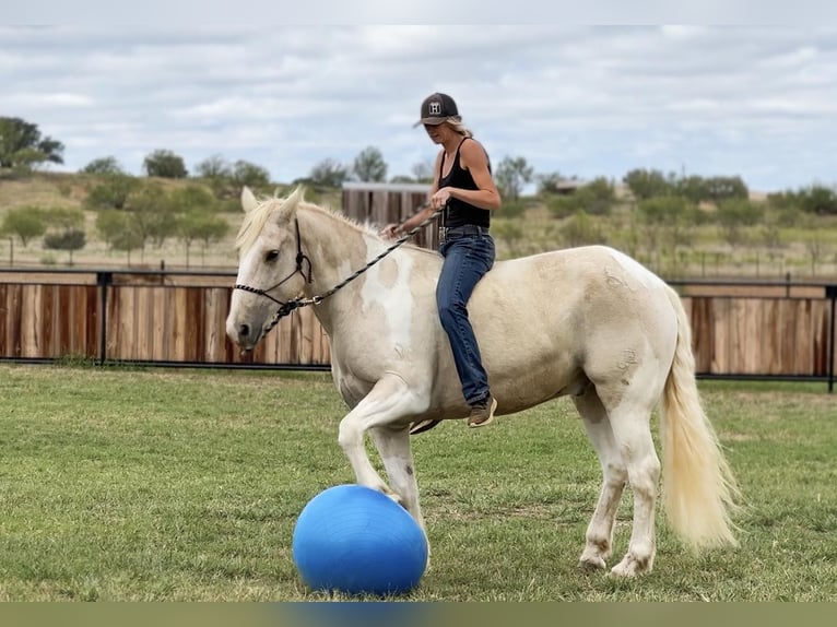Draft Horse Castrone 8 Anni Palomino in Jacksboro TX