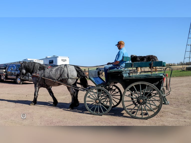 Draft Horse Mix Castrone 8 Anni Roano blu in Windom