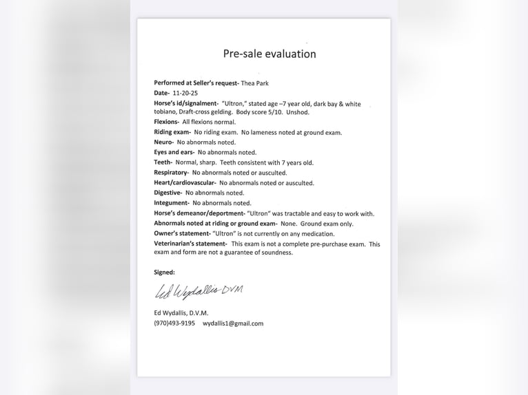 Draft Horse Castrone 8 Anni Tobiano-tutti i colori in Fort Collins