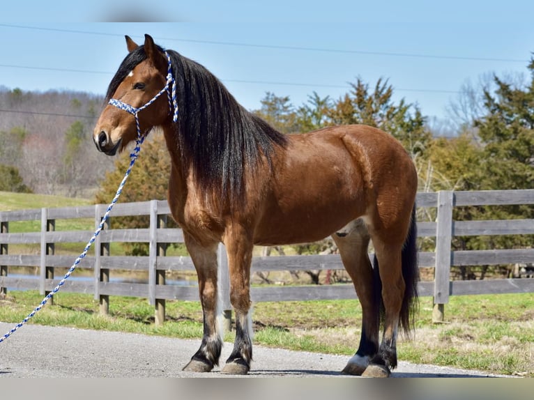 Draft Horse Mix Castrone 9 Anni 142 cm Baio ciliegia in Crab Orchard, KY