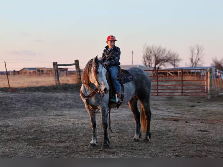 Draft Horse Castrone 9 Anni 150 cm Grigio in Ripley