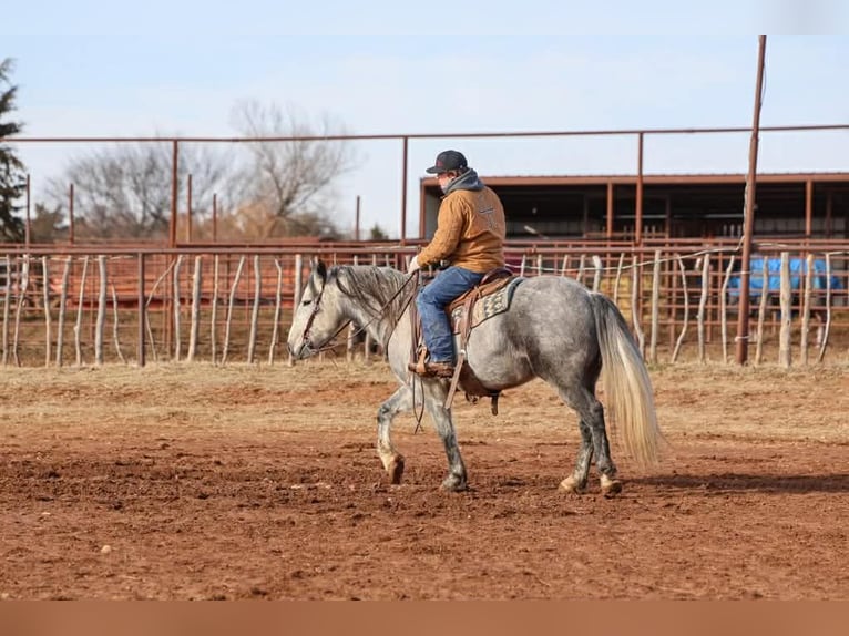 Draft Horse Castrone 9 Anni 150 cm Grigio in Ripley