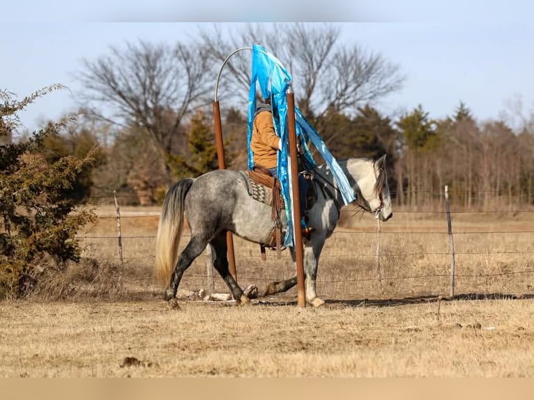 Draft Horse Castrone 9 Anni 150 cm Grigio in Ripley