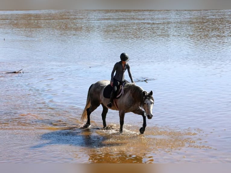 Draft Horse Castrone 9 Anni 150 cm Grigio in Ripley