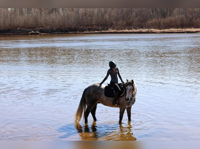 Draft Horse Castrone 9 Anni 150 cm Grigio in Ripley