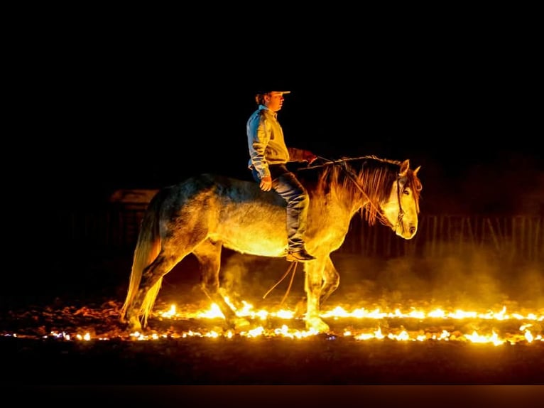 Draft Horse Castrone 9 Anni 150 cm Grigio in Ripley