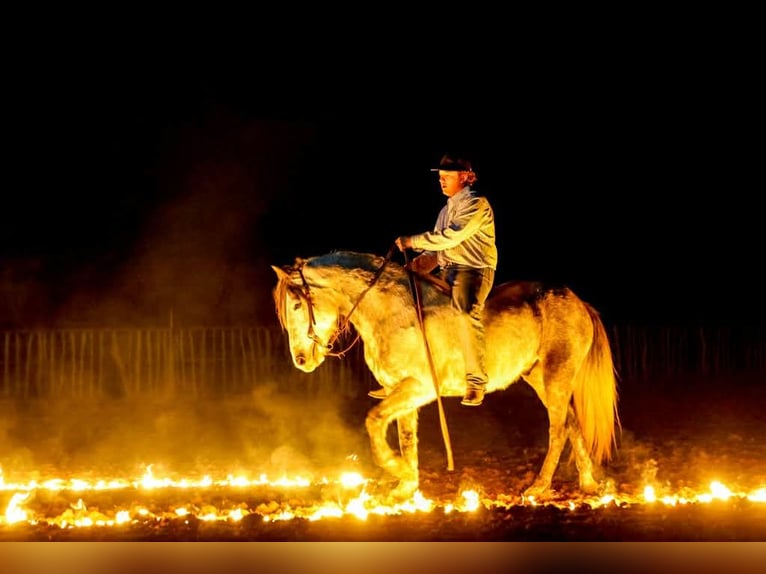 Draft Horse Castrone 9 Anni 150 cm Grigio in Ripley