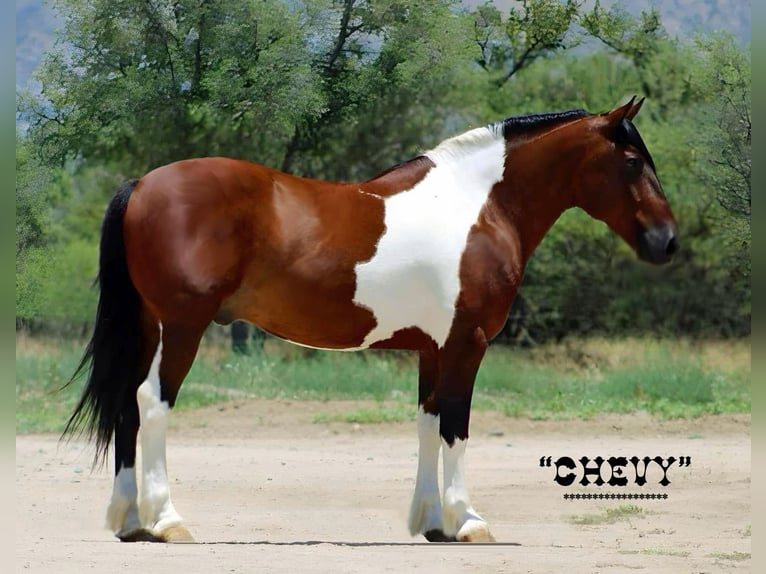 Draft Horse Mix Castrone 9 Anni 152 cm Pezzato in Marana